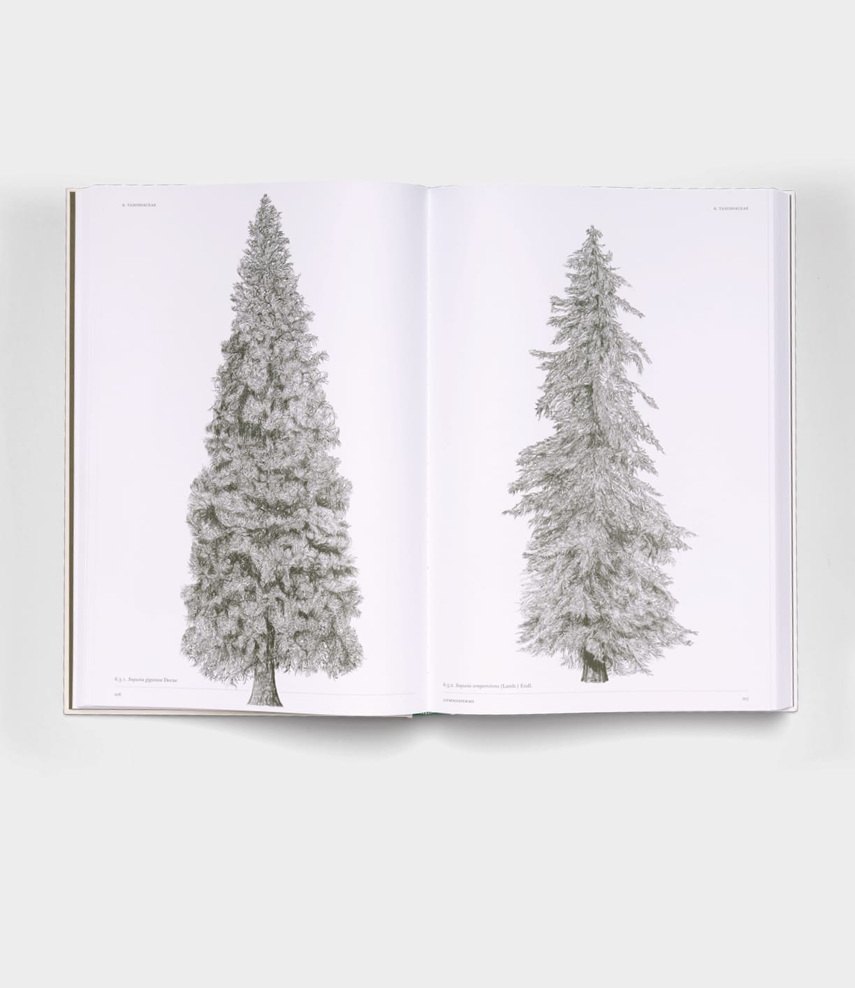 The Architecture of Trees by Best Made Co. presents detailed black-and-white illustrations of two conifer trees, each on a separate page against a plain white background, in an open book inspired by Robert Adams.