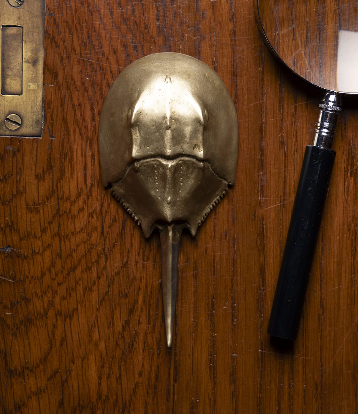 The Best Made Co. Horseshoe Crab Opener, made of brass, rests on a wooden surface beside a black-handled magnifying glass and a brass door latch in the upper left corner.