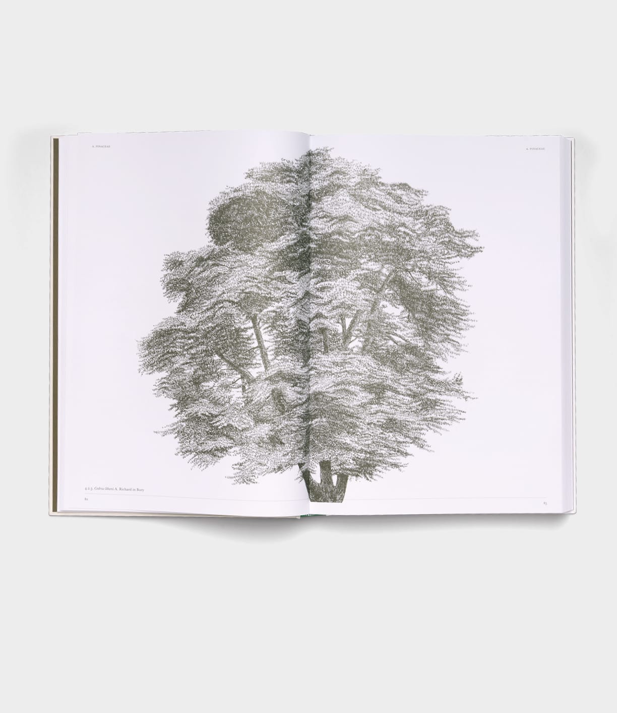 Best Made Co.'s "The Architecture of Trees" is an open book displaying a detailed black-and-white illustration of a large, leafy tree spanning both pages on a plain white background.