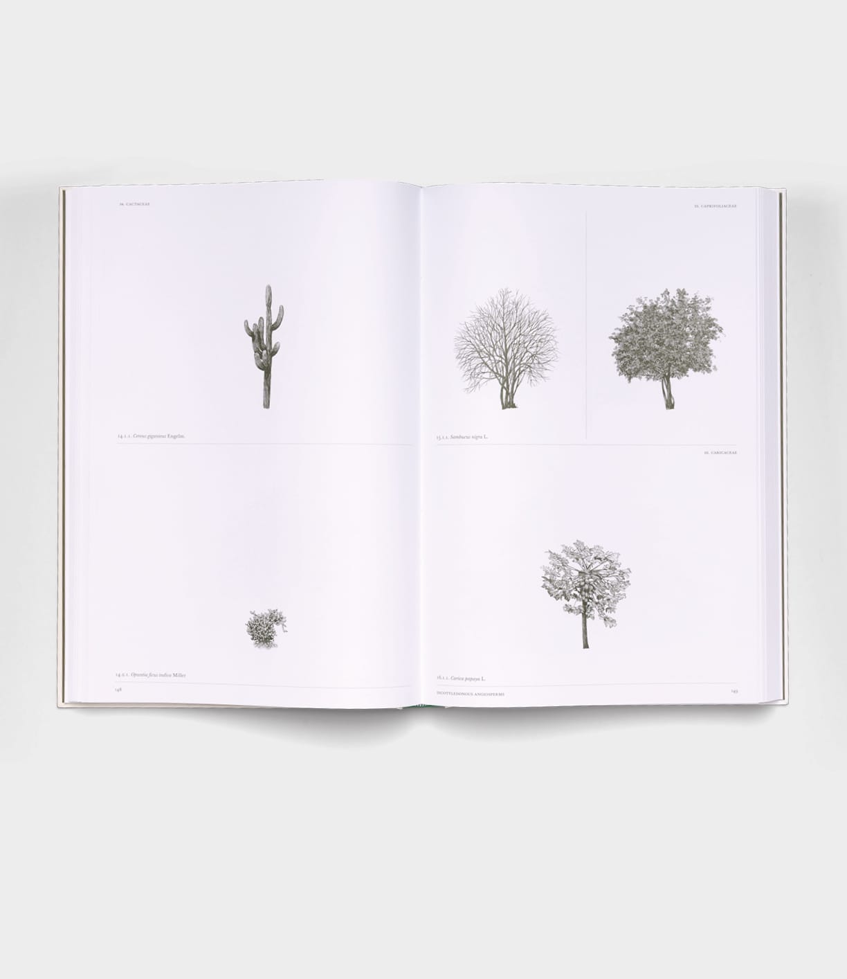 An open copy of The Architecture of Trees by Best Made Co. lies flat, showing minimalist tree and plant illustrations labeled with small text, each spaced apart on crisp white pages.