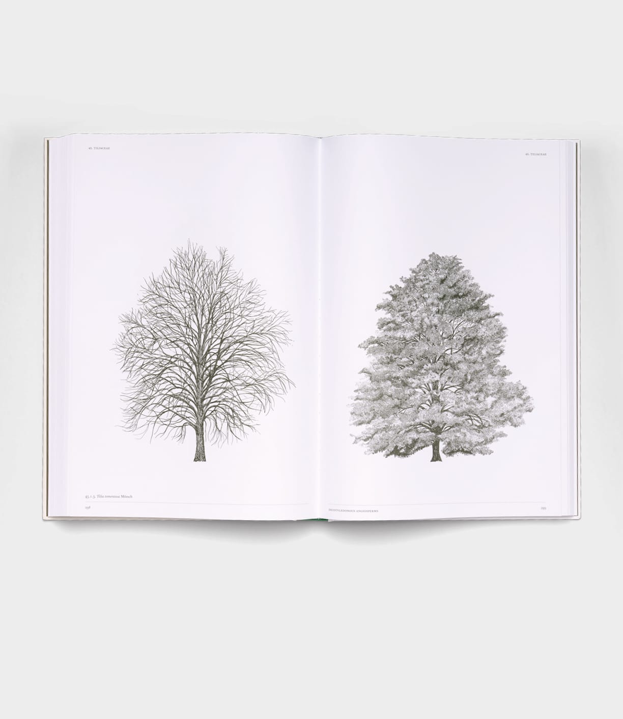 An open copy of Best Made Co.'s "The Architecture of Trees" displays two detailed black and white tree illustrations—one with bare branches, the other with dense foliage—set against a plain white background.