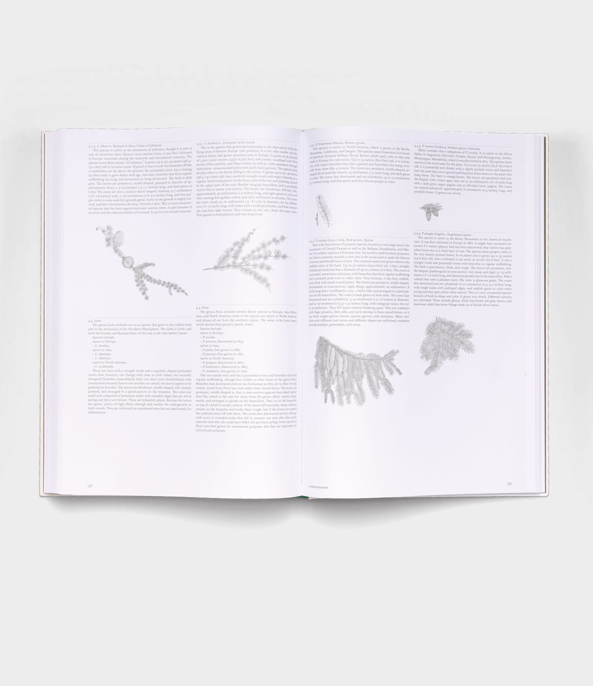 An open copy of Best Made Co.’s "The Architecture of Trees," displaying two pages filled with text and light gray botanical sketches scattered on a white background.