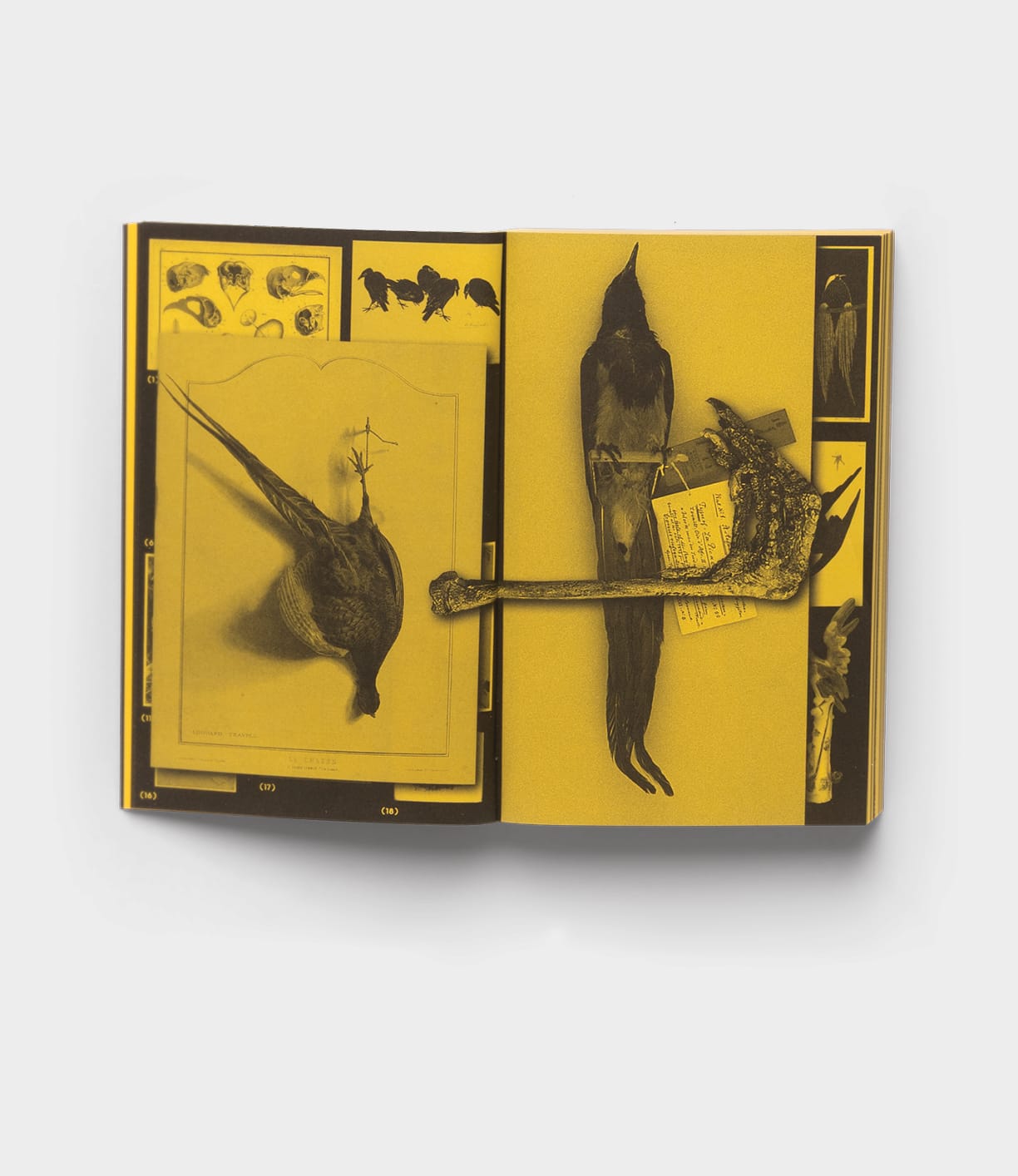 An open book, "With a Bird" by Best Made Co., displays yellow-tinted pages with bird illustrations and photographs, featuring labeled bird specimens and forming part of a cross-disciplinary anthology.